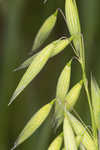 Common oat <BR>Oat